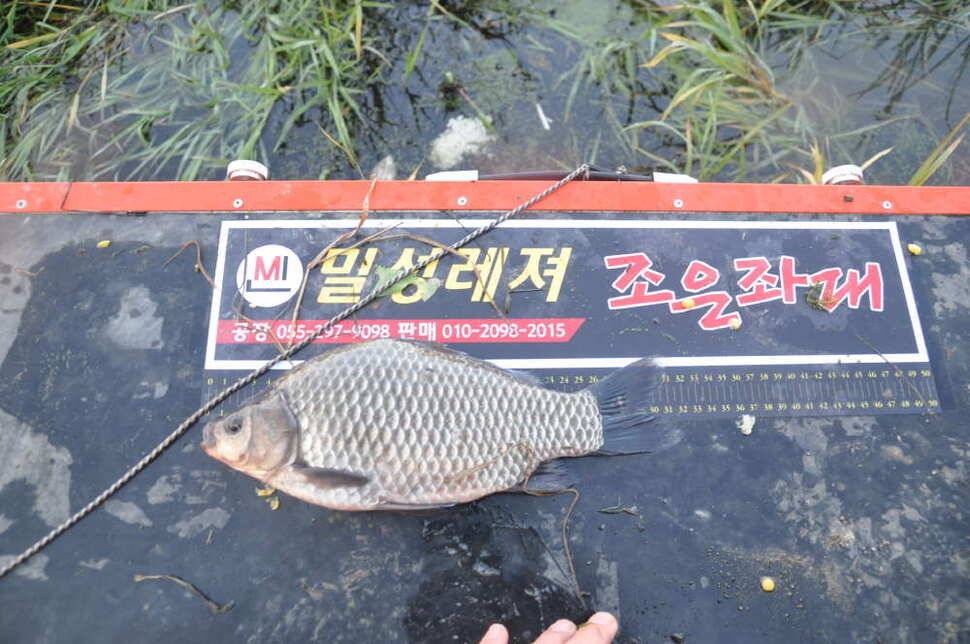 창녕권 41 45 준 월척이 마릿수 (조황조행기 - 낚시점조황)