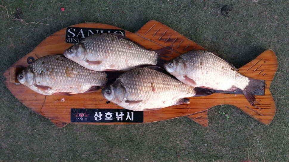 구미권 저수지 및 낙동강조황 (조황조행기 - 낚시점조황)