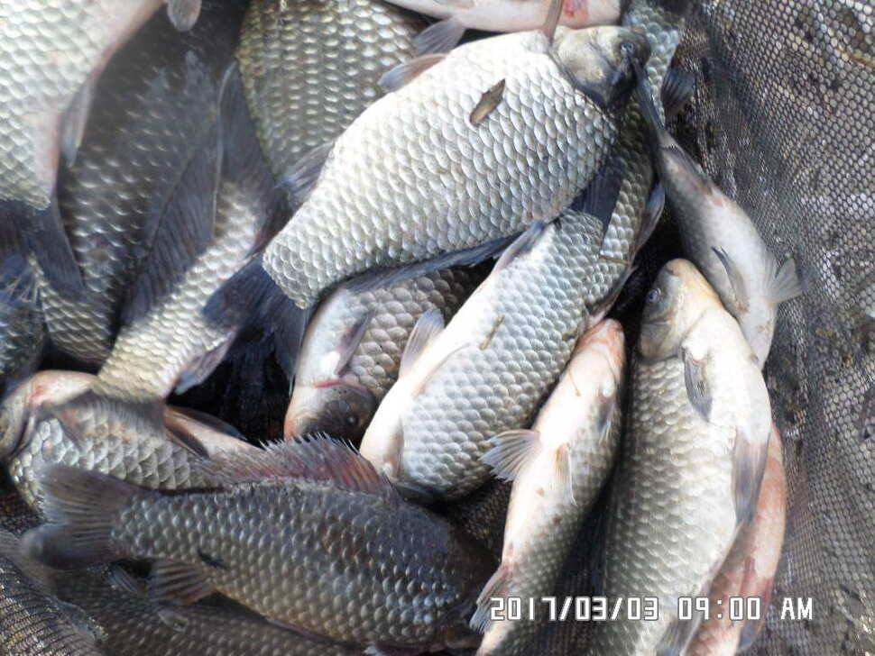 충주 탄금호 낚시조황 (조황조행기 - 낚시점조황)