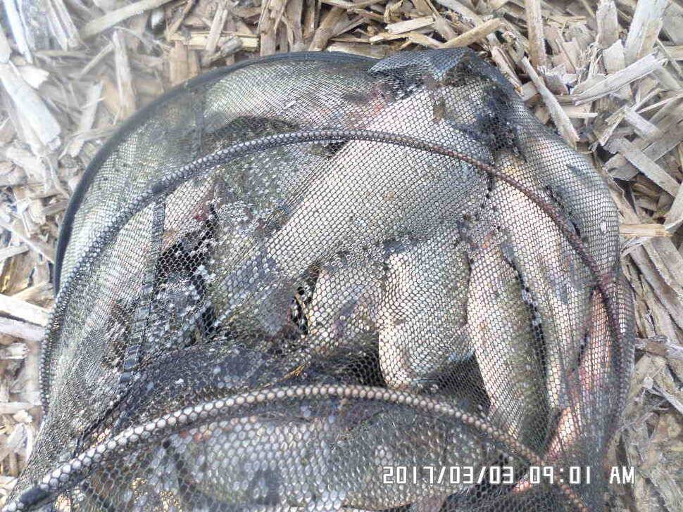 충주 탄금호 낚시조황 (조황조행기 - 낚시점조황)
