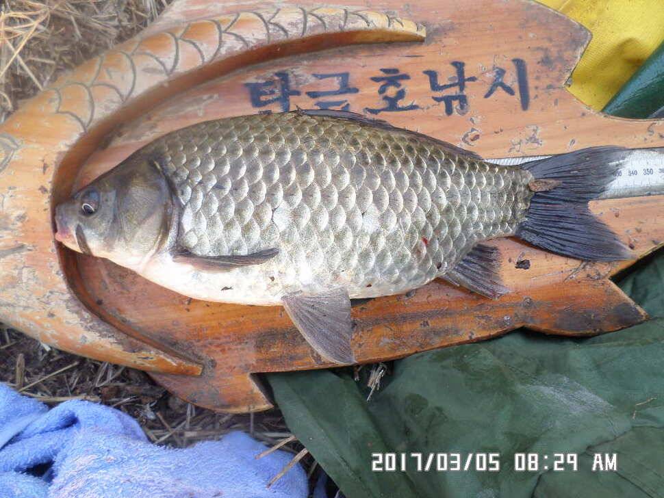 충주 탄금호 낚시조황 (조황조행기 - 낚시점조황)