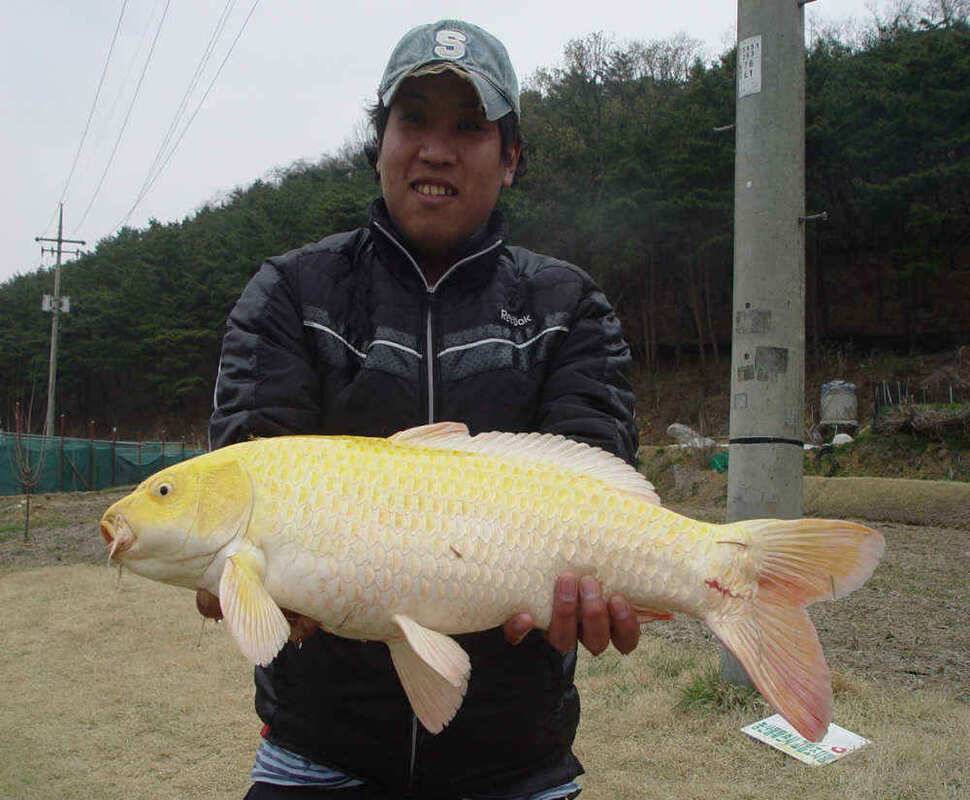 구미지역 4월3주 조황정보구평낚시 (조황조행기 - 낚시점조황)