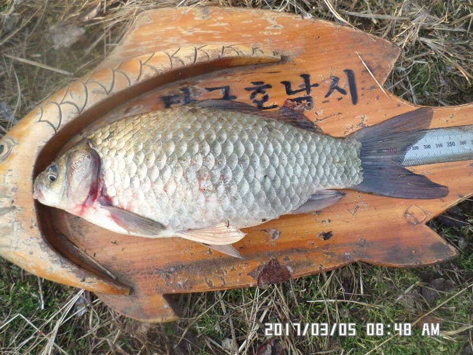 충주 탄금호 낚시조황 (조황조행기 - 낚시점조황)