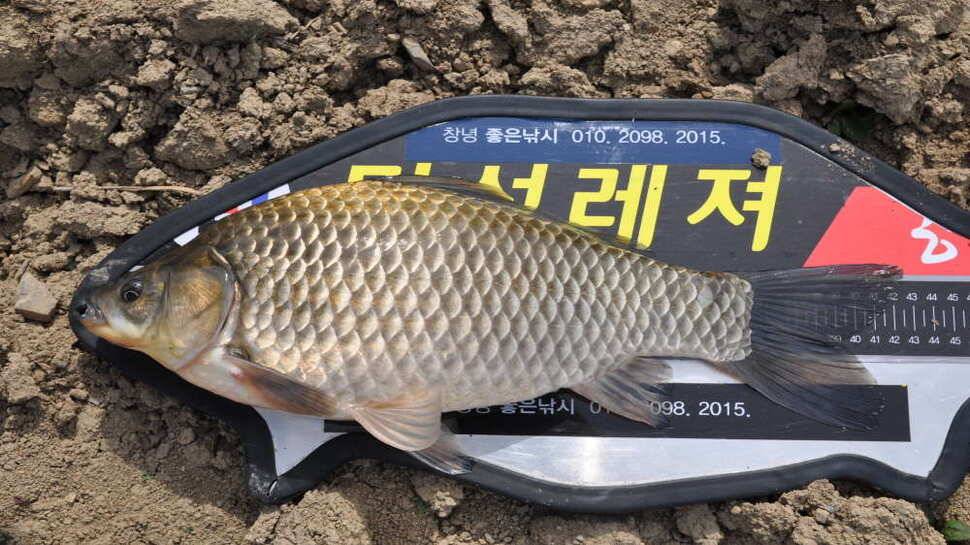 창녕권 52 51 48 4짜마릿수 (조황조행기 - 낚시점조황)