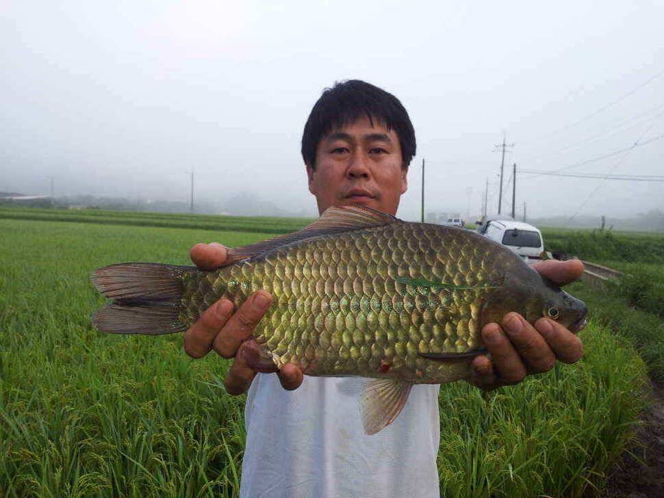 청도권 각남 저수지의 대물 42센지 (조황조행기 - 낚시점조황)