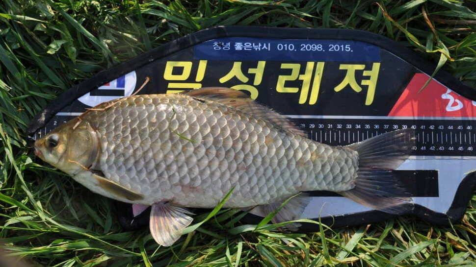 창녕권 52 51 48 4짜마릿수 (조황조행기 - 낚시점조황)