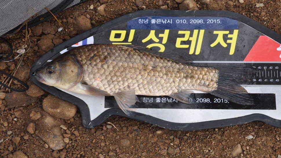 창녕권 52 51 48 4짜마릿수 (조황조행기 - 낚시점조황)