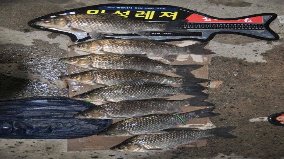 창녕권 52 51 48 4짜마릿수 (조황조행기 - 낚시점조황)