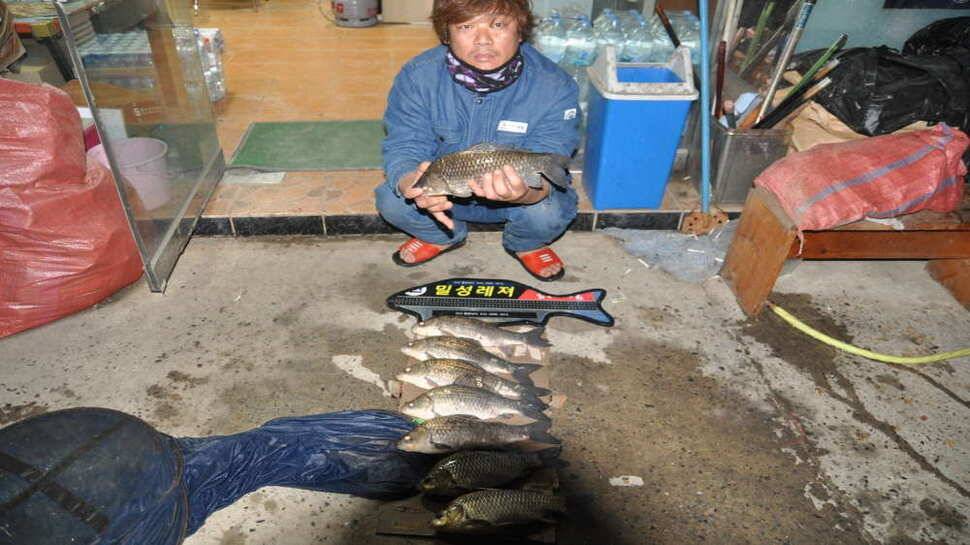 창녕권 52 51 48 4짜마릿수 (조황조행기 - 낚시점조황)