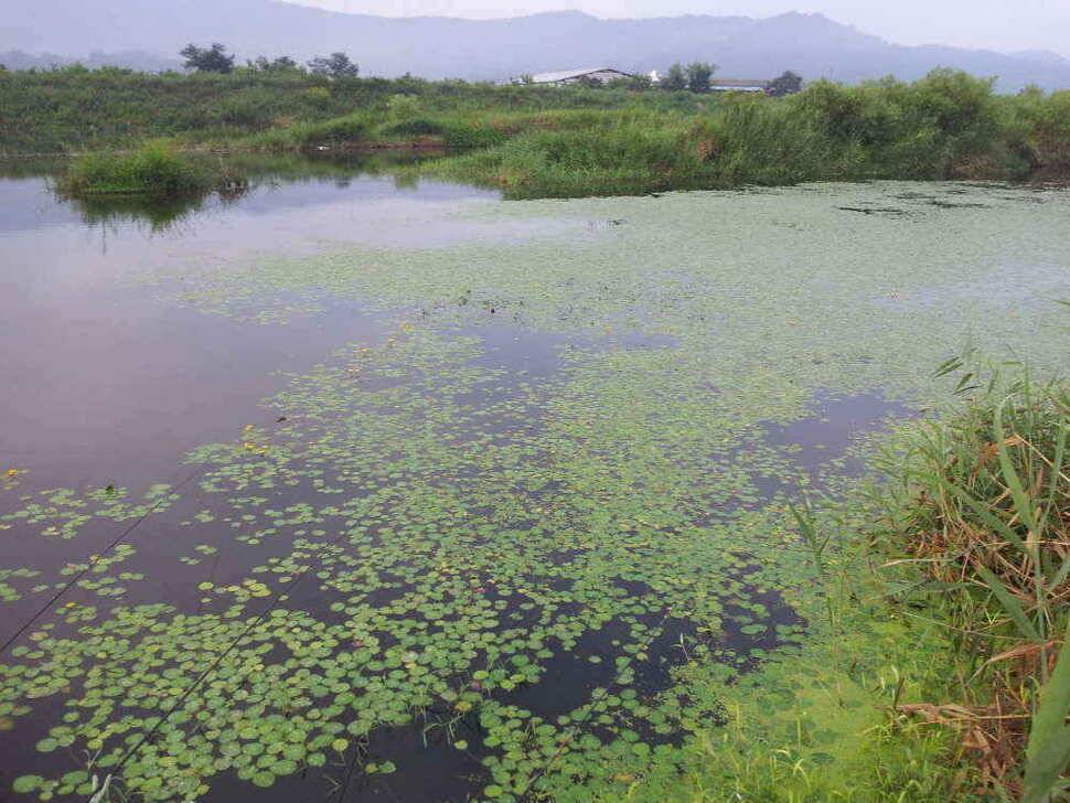 청도권 주말 조황입니다 (조황조행기 - 낚시점조황)