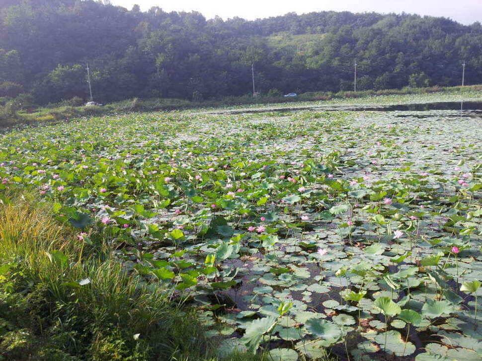 청도권 주말 조황입니다 (조황조행기 - 낚시점조황)