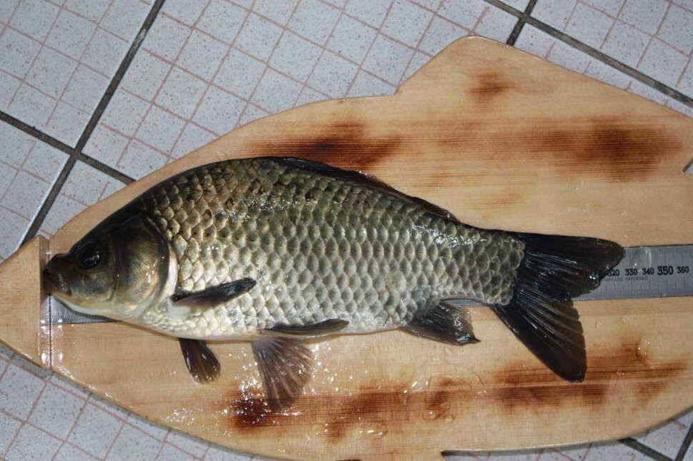경산시민낚시 입니다 월척 풍년이 들듯 합니다 (조황조행기 - 낚시점조황)