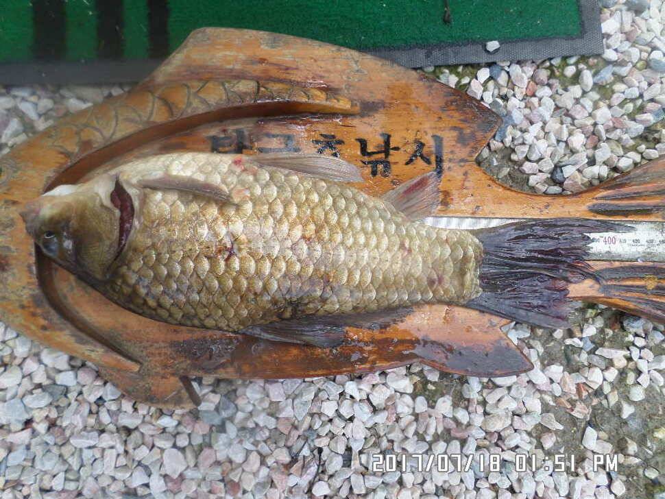 탄금호낚시대물425cm조황 (조황조행기 - 낚시점조황)