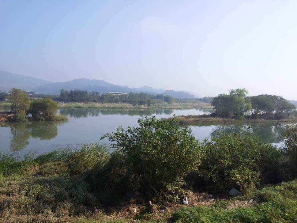 물색 좋은 청도천 조황입니다 (조황조행기 - 낚시점조황)