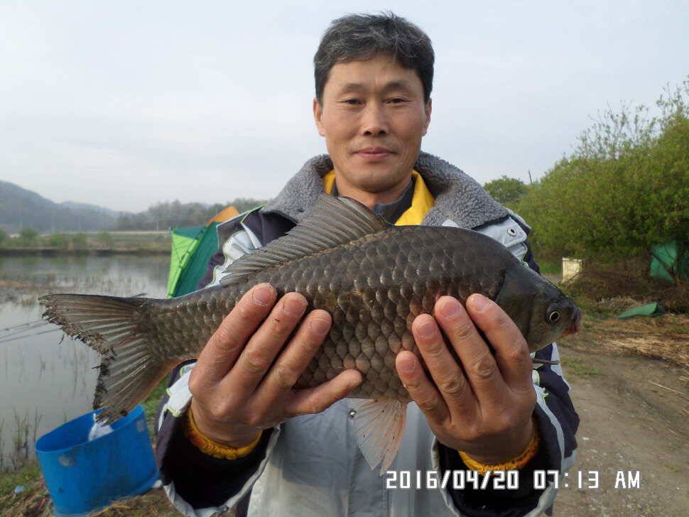 충주 탄금호 낚시조황 (조황조행기 - 낚시점조황)