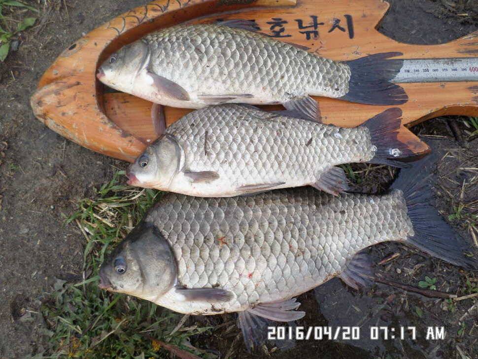 충주 탄금호 낚시조황 (조황조행기 - 낚시점조황)