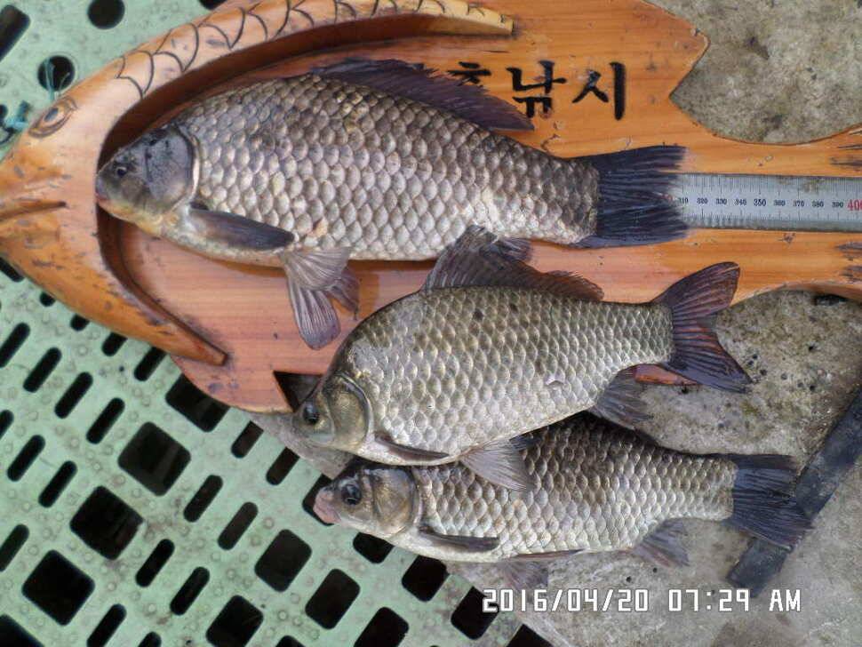 충주 탄금호 낚시조황 (조황조행기 - 낚시점조황)