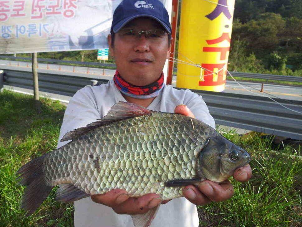 물색 좋은 청도천 조황입니다 (조황조행기 - 낚시점조황)