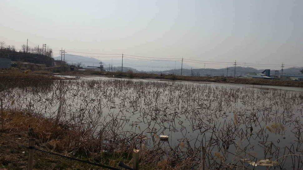 구미권 붕어낚시 안내 (조황조행기 - 낚시점조황)