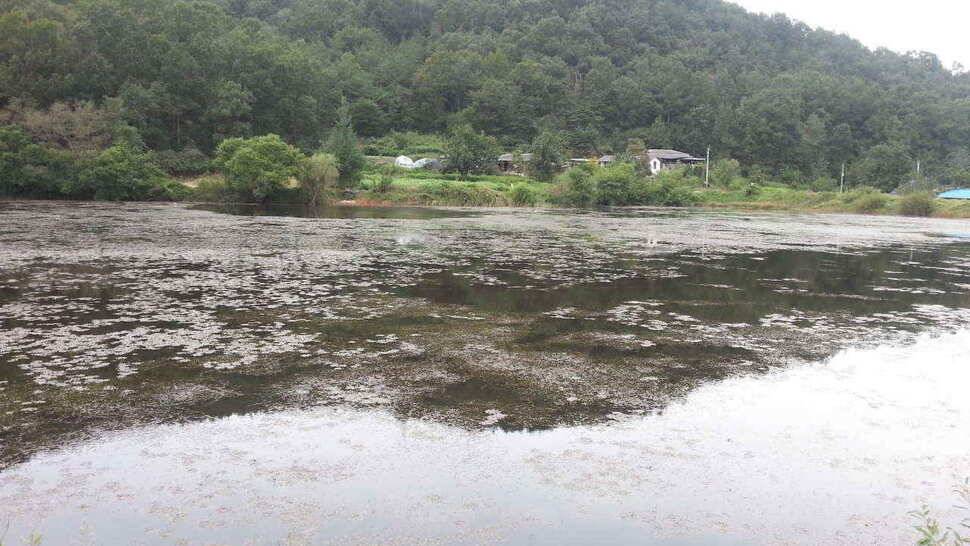 구미 저수지 상황과 낙동강 조황소식 입니다 (조황조행기 - 낚시점조황)