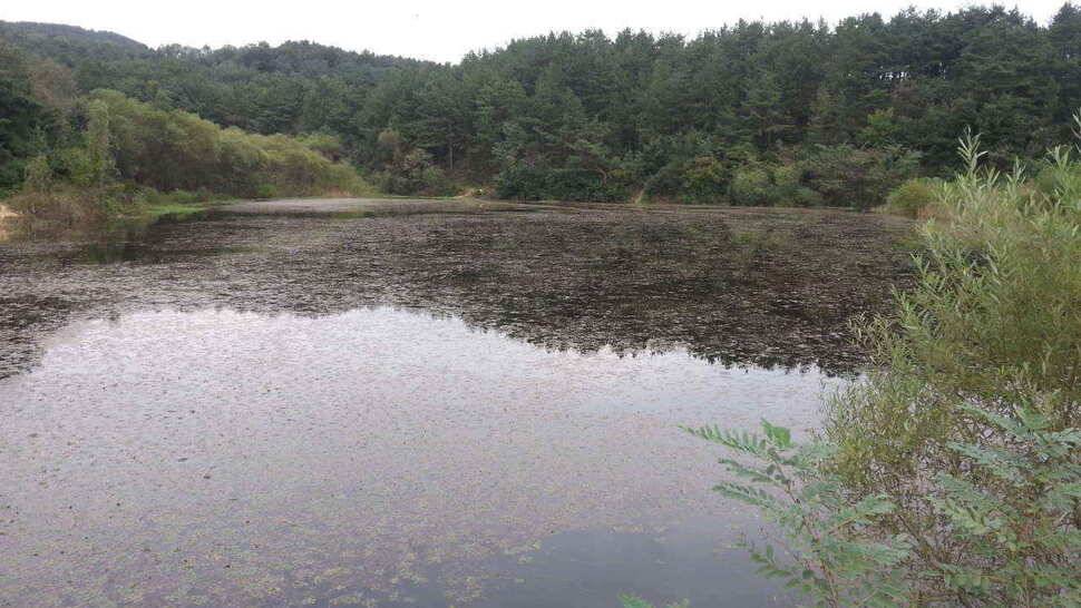 구미 저수지 상황과 낙동강 조황소식 입니다 (조황조행기 - 낚시점조황)