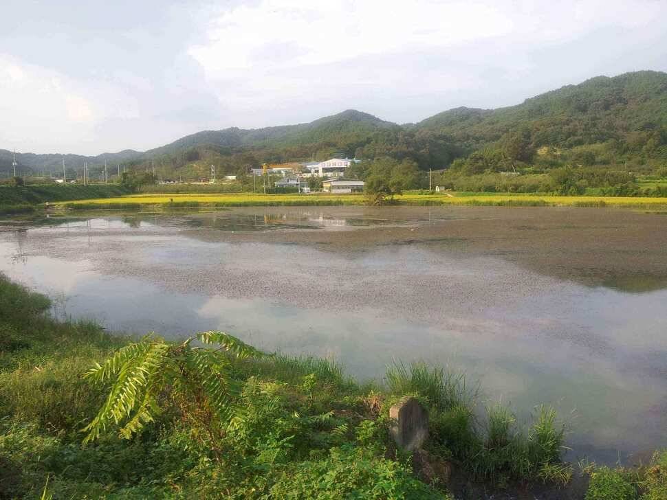 구미 저수지 상황과 낙동강 조황소식 입니다 (조황조행기 - 낚시점조황)