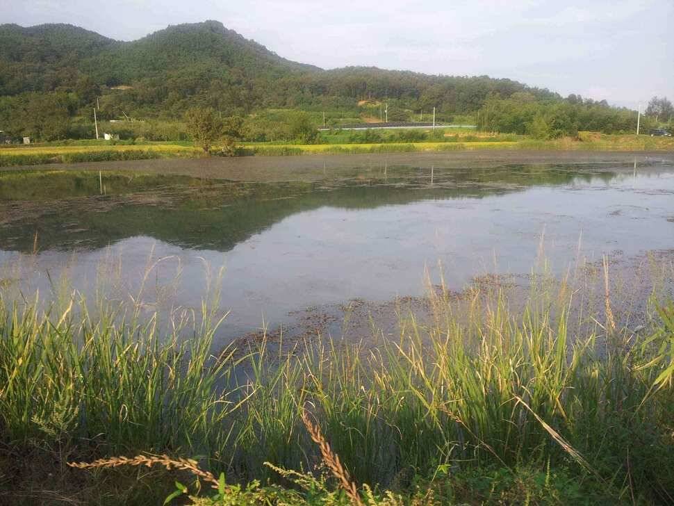 구미 저수지 상황과 낙동강 조황소식 입니다 (조황조행기 - 낚시점조황)