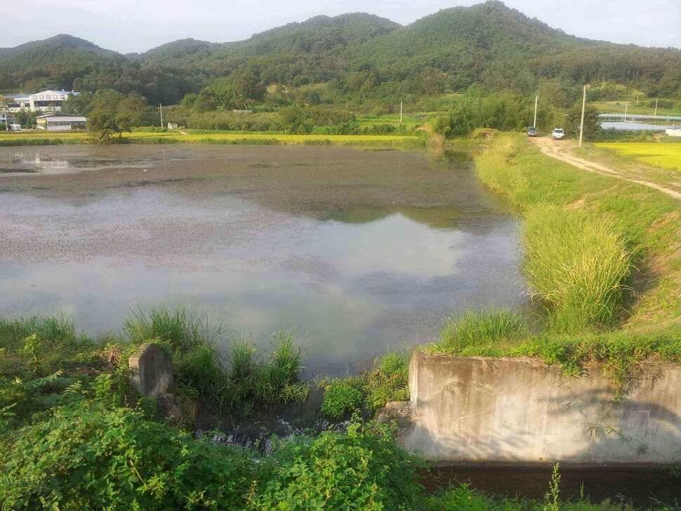 구미 저수지 상황과 낙동강 조황소식 입니다 (조황조행기 - 낚시점조황)