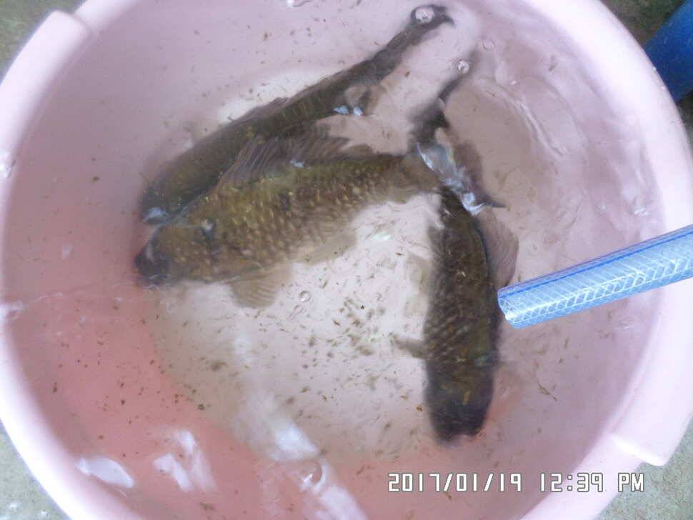 충주 탄금호 낚시조황 (조황조행기 - 낚시점조황)