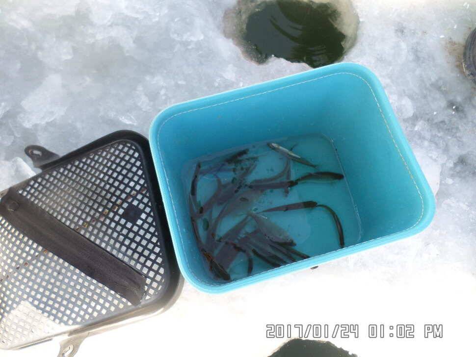충주 탄금호 낚시조황 (조황조행기 - 낚시점조황)