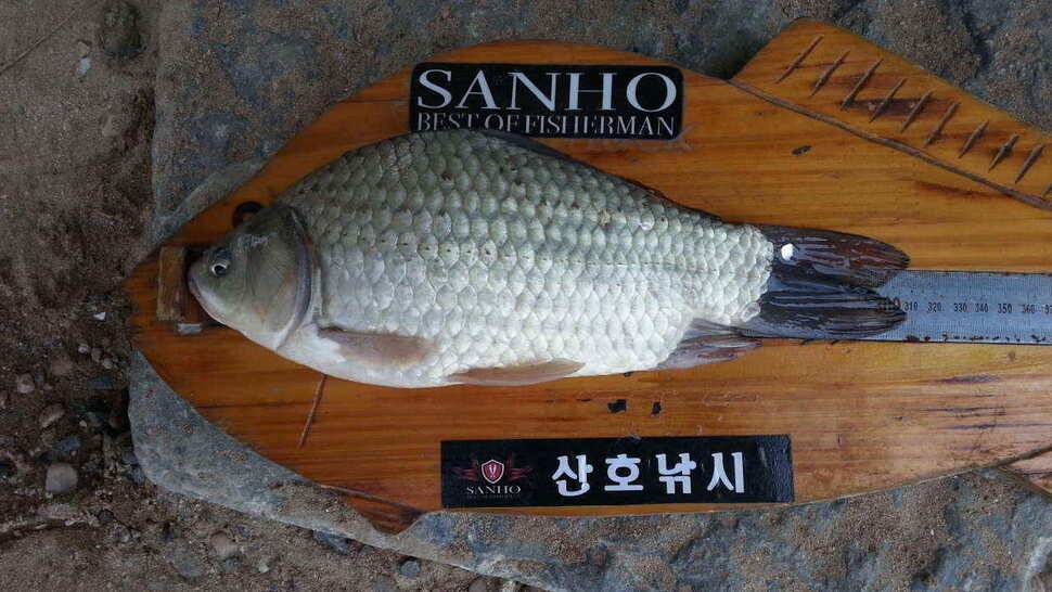 구미 저수지 상황과 낙동강 조황소식 입니다 (조황조행기 - 낚시점조황)