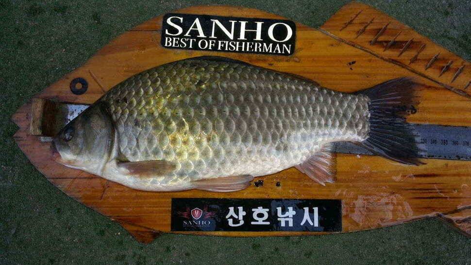 구미권 붕어낚시 안내 (조황조행기 - 낚시점조황)