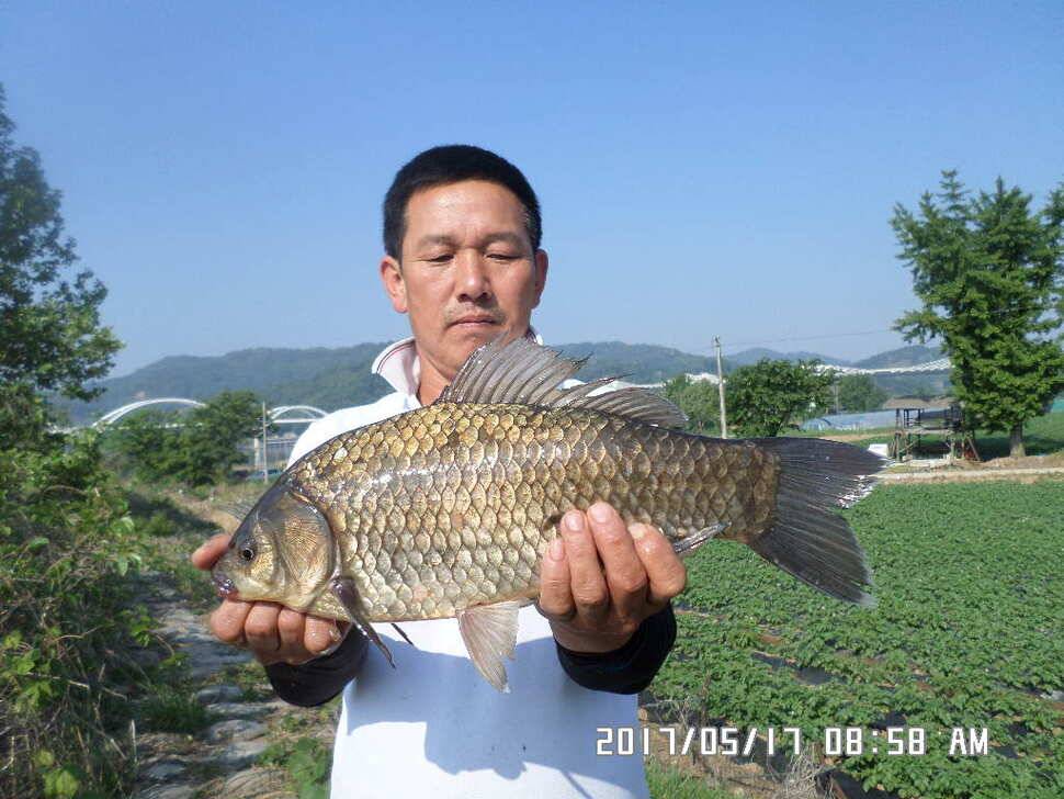 2마리의대물44cm조황 (조황조행기 - 낚시점조황)