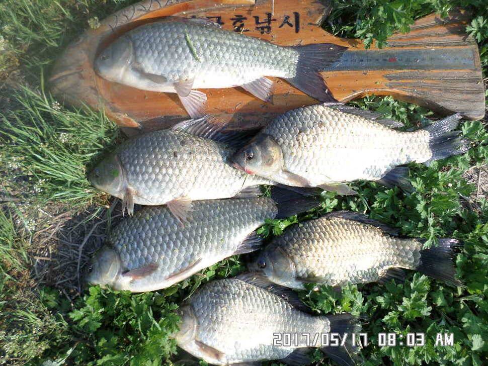 2마리의대물44cm조황 (조황조행기 - 낚시점조황)