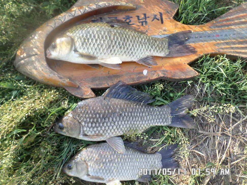 2마리의대물44cm조황 (조황조행기 - 낚시점조황)