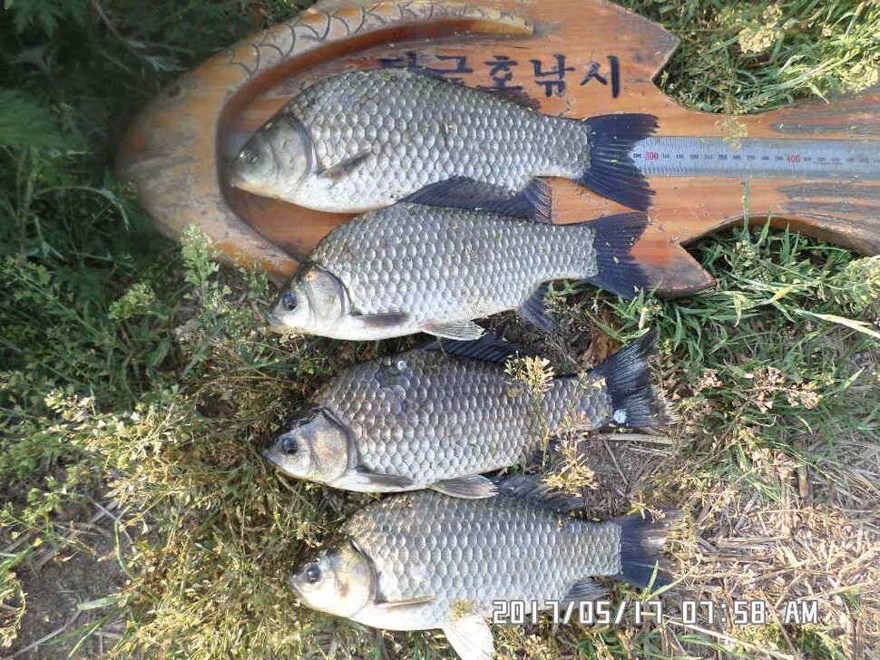 2마리의대물44cm조황 (조황조행기 - 낚시점조황)