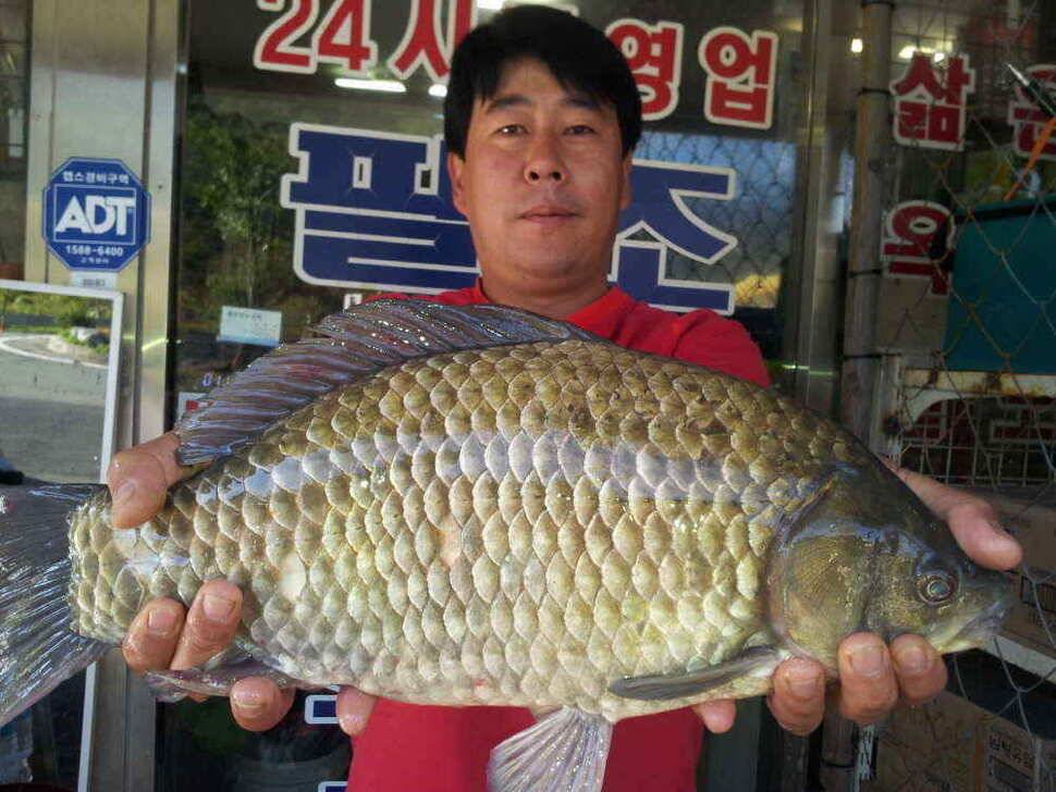 청도권 5자와 30이상급의 붕어 (조황조행기 - 낚시점조황)