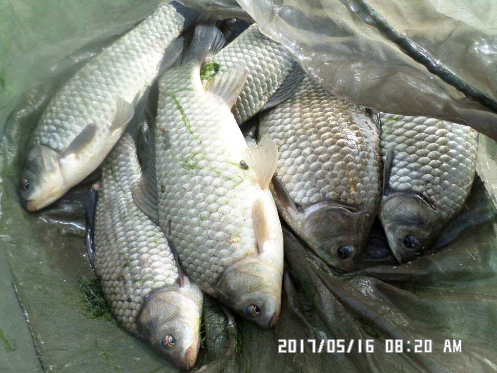2마리의대물44cm조황 (조황조행기 - 낚시점조황)