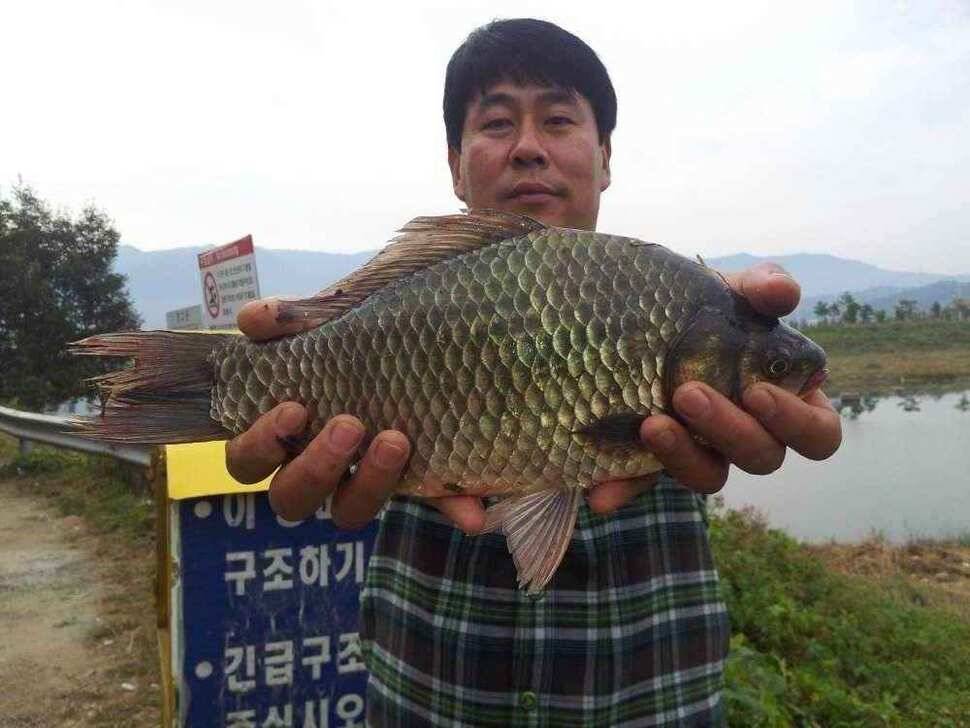 청도권 5자와 30이상급의 붕어 (조황조행기 - 낚시점조황)
