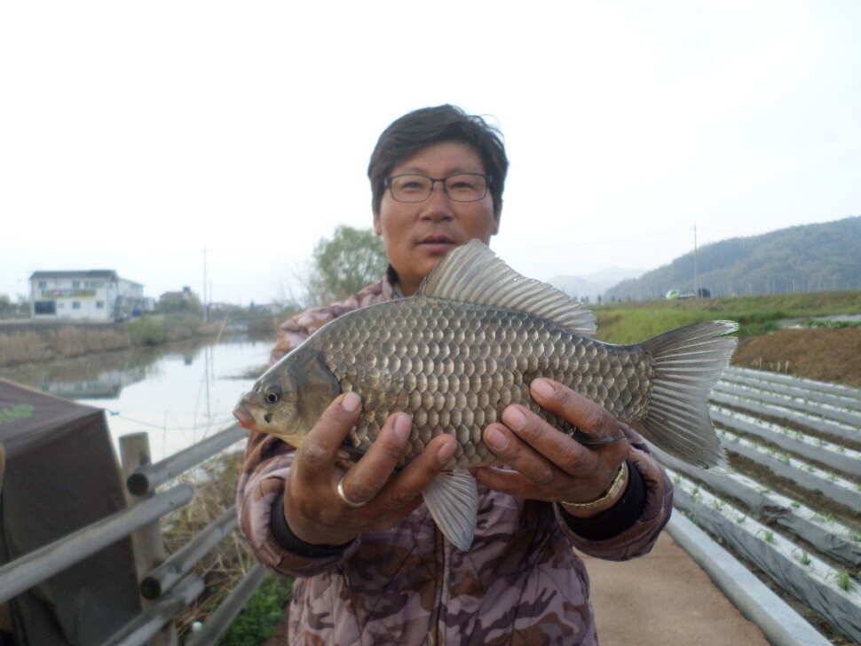충주 탄금호 낚시조황 (조황조행기 - 낚시점조황)