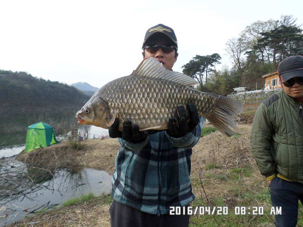 충주 탄금호 낚시조황 (조황조행기 - 낚시점조황)