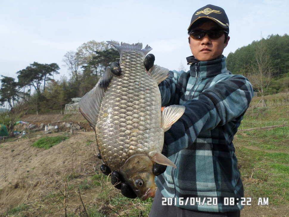 충주 탄금호 낚시조황 (조황조행기 - 낚시점조황)