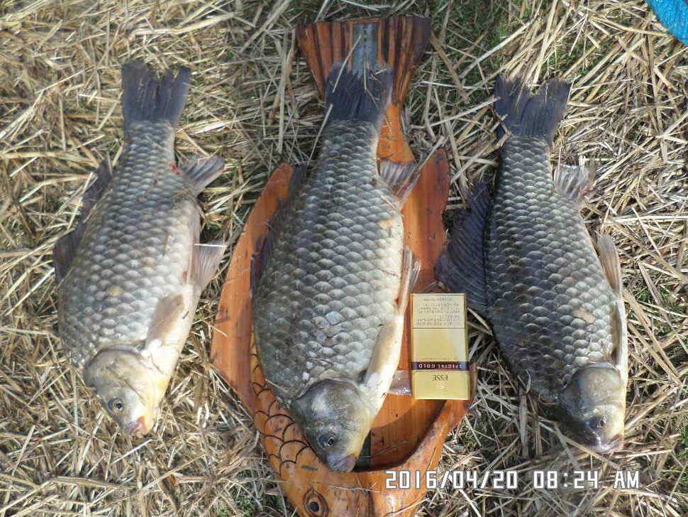 충주 탄금호 낚시조황 (조황조행기 - 낚시점조황)
