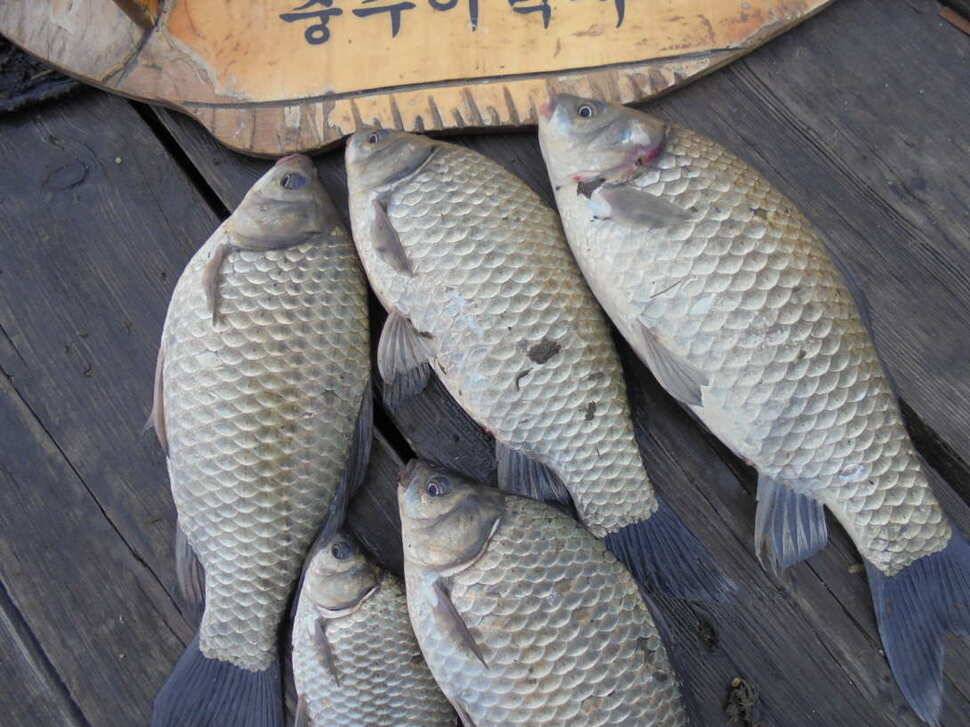 충주 이박사낚시입니다 (조황조행기 - 낚시점조황)