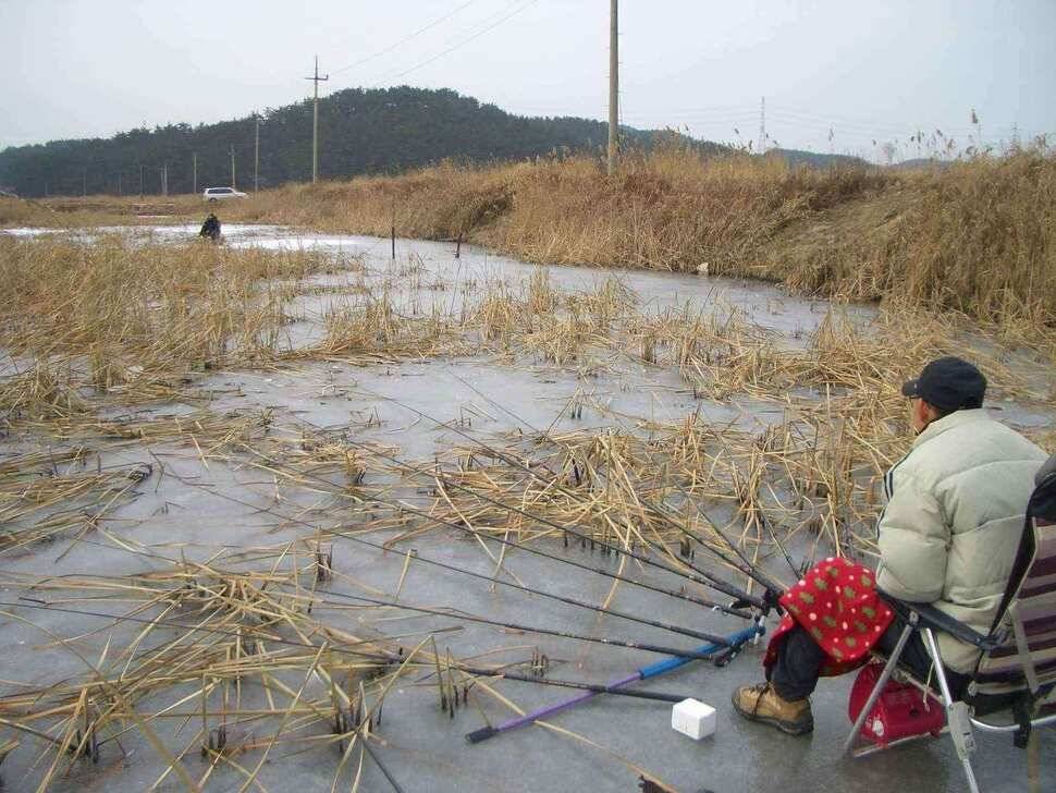 서태안권 얼음낚시 조황 출조시 참고하세요 (조황조행기 - 낚시점조황)