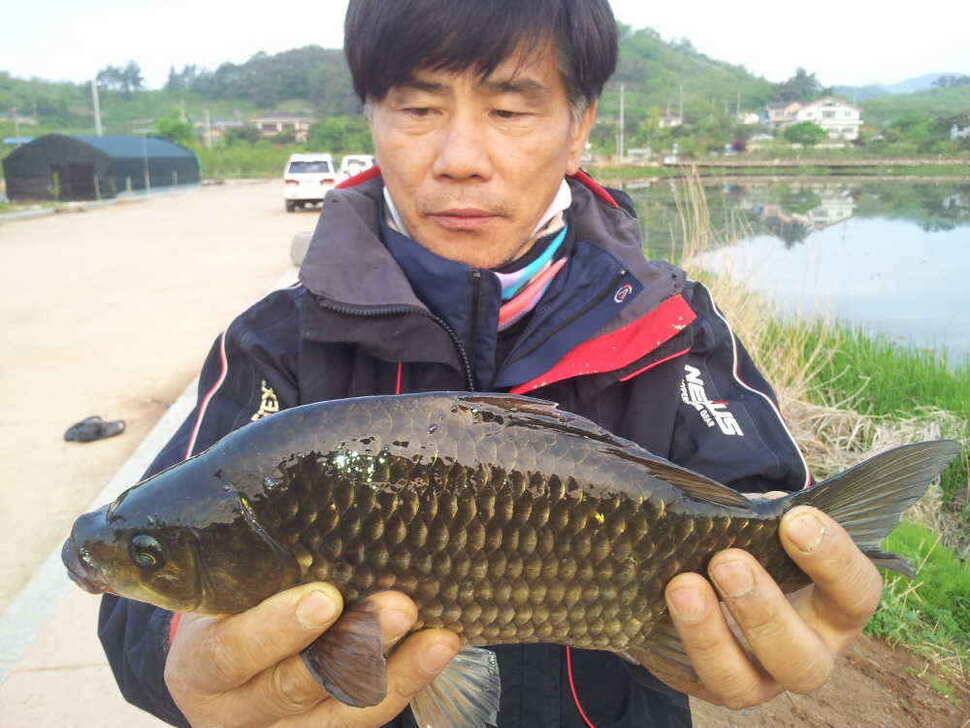 청도권유등연지성곡땜 청도천조황입니다 (조황조행기 - 낚시점조황)
