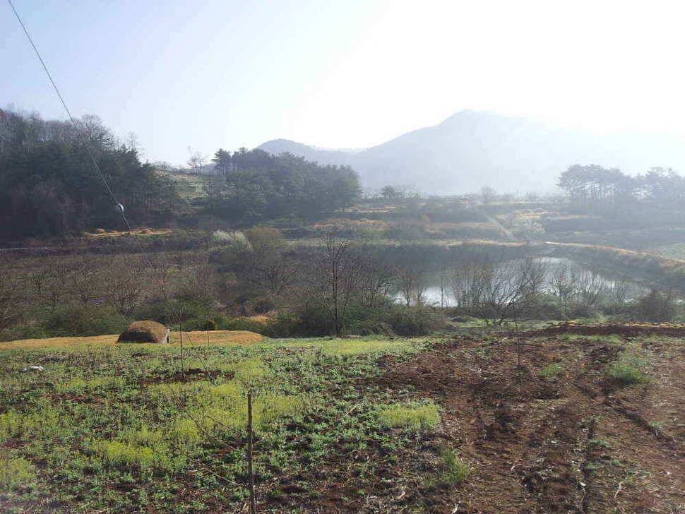 청도권유등연지성곡땜 청도천조황입니다 (조황조행기 - 낚시점조황)