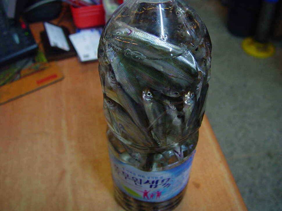 빙어조황정보군위빙어낚시내의지어의지 (조황조행기 - 낚시점조황)