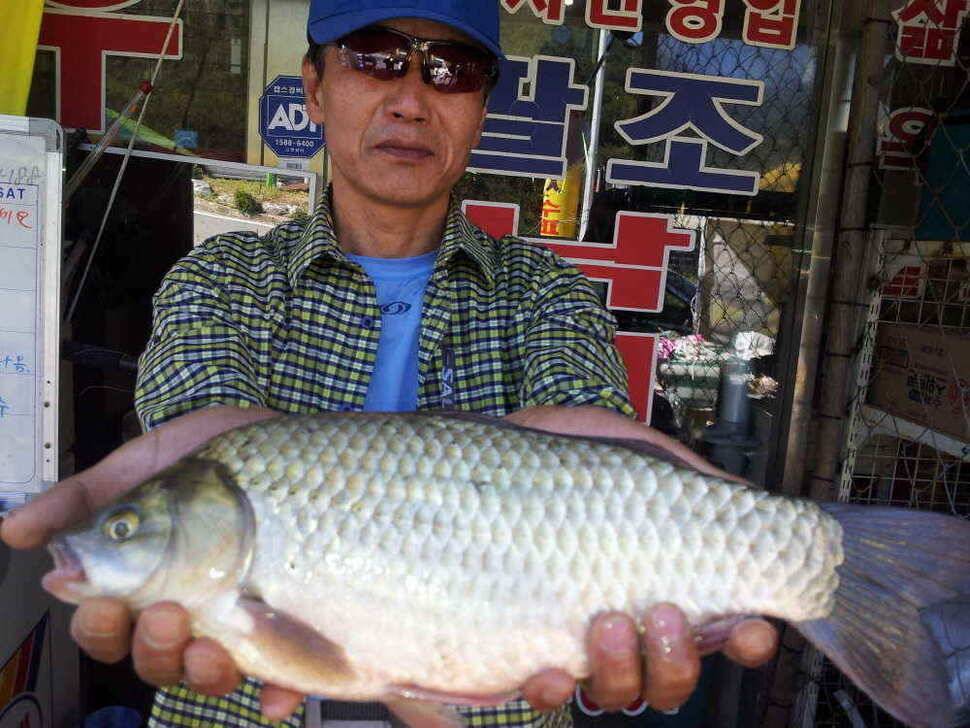청도권 405 및 마리수 조항입니다 (조황조행기 - 낚시점조황)