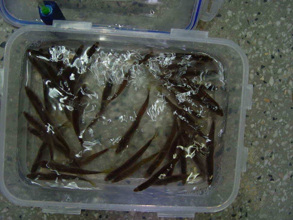 빙어조황정보군위빙어낚시내의지어의지 (조황조행기 - 낚시점조황)